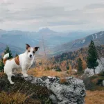Koliko su ljudi u Srbiji spremni da se presele, zbog čega to rade i u koja mesta odlaze?