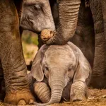 Broj ugroženih afričkih šumskih slonova veći nego što se mislilo