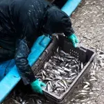 Ministarstvo poljoprivrede uvelo nove subvencije, preciziraju se pravila za stare