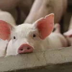 Sve veći jaz između punih pečenjara i praznih obora: Jeftino prase, a skupo pečenje