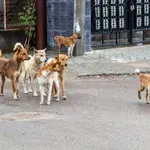 Beba stradala u napadu pasa u Velikoj Britaniji