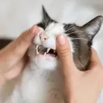 Veterinar upozorio na hranu koja može da ošteti zube vaše mačke