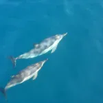 (VIDEO) Neverovatan susret sa delfinima koji je oduševio svet