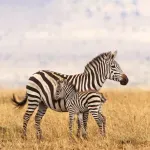 Čovek je uspeo da pripitomi konja - zašto mu to nije pošlo za rukom sa zebrom?