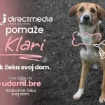 Klara traži dom - previše dobra da ostane neprimećena