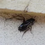 Nisu samo gadne – bubašvabe u domovima potajno truju vazduh endotoksinima