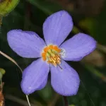 Ko je otkrio Natalijinu ramondu - simbol Dana primirja