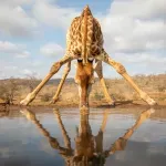 Zašto žirafe imaju toliko duge noge - za vrat znamo