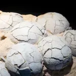 Pronađeni fosilni ostaci jaja krokodila koji su se penjali na drveće