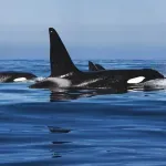 (FOTO) Istorijski trenutak - naučnici prvi put snimili rođenje orke u divljini