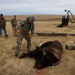 Plemena koja su vratila bizone u prirodu SAD, ubijaju ih da bi se prehranila jer nema pomoći države
