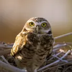 Dve sove "ukrcale" se na kruzer u Majamiju, provele nekoliko meseci u španskom letovalištu, pa se sad vraćaju kući u SAD