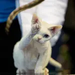 Policiji prijavljeno mjaukanje iz paketa: Vlasnica slučajno "spakovala" mačku