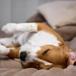 Veterinar otkriva koliko vremena pas treba da provodi sam i zašto je to važno