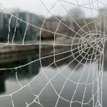 U pećini između Grčke i Albanije otkrivena paukova mreža veća od 100 metara kvadratnih sa oko 110.000 paukova