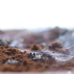 Ječam uspešno uzgojen na simuliranom tlu Marsa