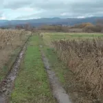 Glamočić: Isplaćeno više od 10 milijardi dinara u okviru podsticaja od 18.000 dinara po hektaru