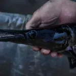 (FOTO) Kubanski naučnici u trci s vremenom da spasu ribu staru koliko i dinosaurusi