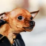 Većina pasa nosi vučji DNK – čak i čivave: Dve rase se posebno izdvajaju