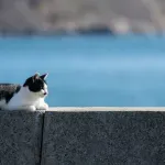 Sa ostrva uklonili 131 divlju mačku: Dešavanja nakon toga iznenadila su čak i naučnike