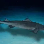 Posebna vrsta ajkula postala meta kozmetičke industrije: Stručnjaci upozoravaju da se ne oporavljaju kao druge ribe
