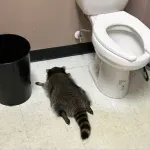 (FOTO) Pijani rakun divljao po prodavnici pića, pa se onesvestio na podu toaleta