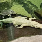 Uginuo albino aligator, nezvanična maskota San Franciska