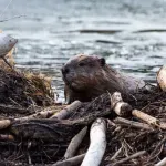 Istrebljeni dabrovi se posle pet vekova vratili u Norfolk