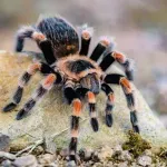 Oko 150 tarantula pronađeno u čašama od jogurta u privatnoj kući u Belgiji