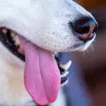 (FOTO) Pas iz Oklahome oborio Ginisov rekord za najduži jezik