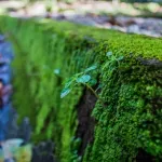 Od napuštenog stadiona napravili gradsku baštu