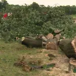 Košutnjak na meti investitora: "Institucije zaštite ne postoje na primeru parkova i šuma"