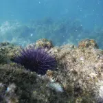 Morski ježevi misteriozno nestaju: Zašto je to alarm za ceo ekosistem?