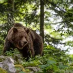 Studija pokazala da su medvedi koji u Italiji žive u blizini ljudi manje agresivni