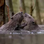 Studija pokazala da su ljudi monogamni poput dabrova