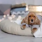 Veterinarka ukazala na šest znakova zimske depresije kod pasa