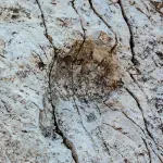 Hiljade otisaka dinosaurusa na alpskim liticama u Italiji: Krda šetala po plaži nekadašnjeg okeana