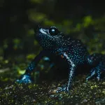 Nestale "magične galaktičke" žabe - brojni fotografi uništavali njihova staništa