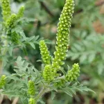 Projekat Ambro@KG, uz podršku dm-a, postavlja temelje održivog rešavanja problema ambrozije