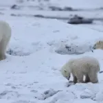 (VIDEO) Polarna medvedica usvojila mladunče: Redak prizor iznenadio istraživače u Kanadi
