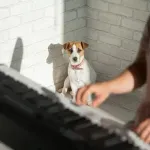 Kako muzika utiče na kućne ljubimce - koje kompozicije su najefikasnije?