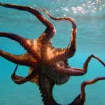 Hobotnice okupirale južne obale Engleske: Ulov 13 puta veći od uobičajenog