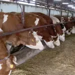 Ministarstvo o problemima proizvođača mleka: Ne zloupotrebljavati situaciju u političke svrhe