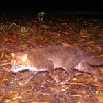 Ugrožena vrsta divlje mačke primećena na Tajlandu prvi put posle 30 godina