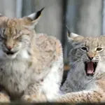 Populacija evroazijskog risa u slovenačkim Alpima pod pretnjom opadanja