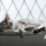 Koliko dugo mačka sme da ostane sama kod kuće - kako da je za to pripremite