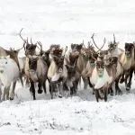 Sve topliji praznici i sve manje irvasa: Kako neke životinje utiču na klimatske promene
