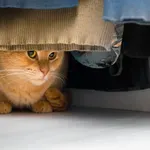 Hronične bolesti ne poznaju granice: Životinje pate kao i ljudi