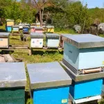 U Srbiji manji broj košnica zbog uginuća pčela, evropski problem zbog falsifikovanja meda