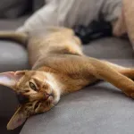 Šta se zapravo dešava u mozgu mačke koja nikad ne izlazi napolje